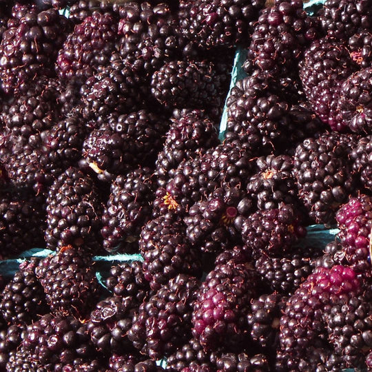 Marionberry