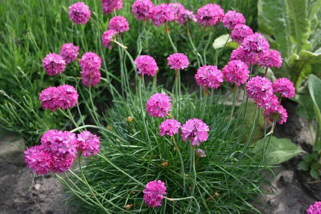 Armeria Maritima - Ontario Seed Company
