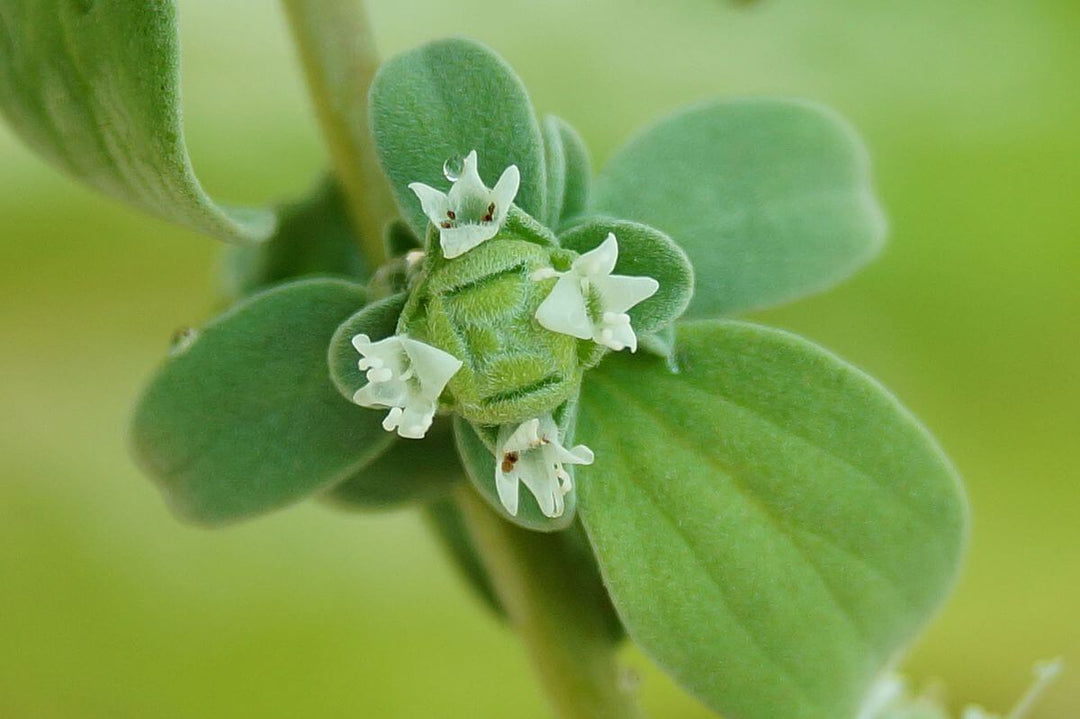 Sweet Marjoram - Pacific Northwest Seeds