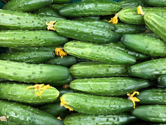 Cucumber Marketmore - Northern Wildflowers