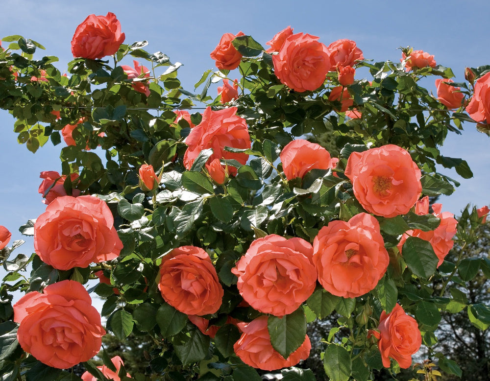 Marmalade Skies™ - Star Roses and Plants