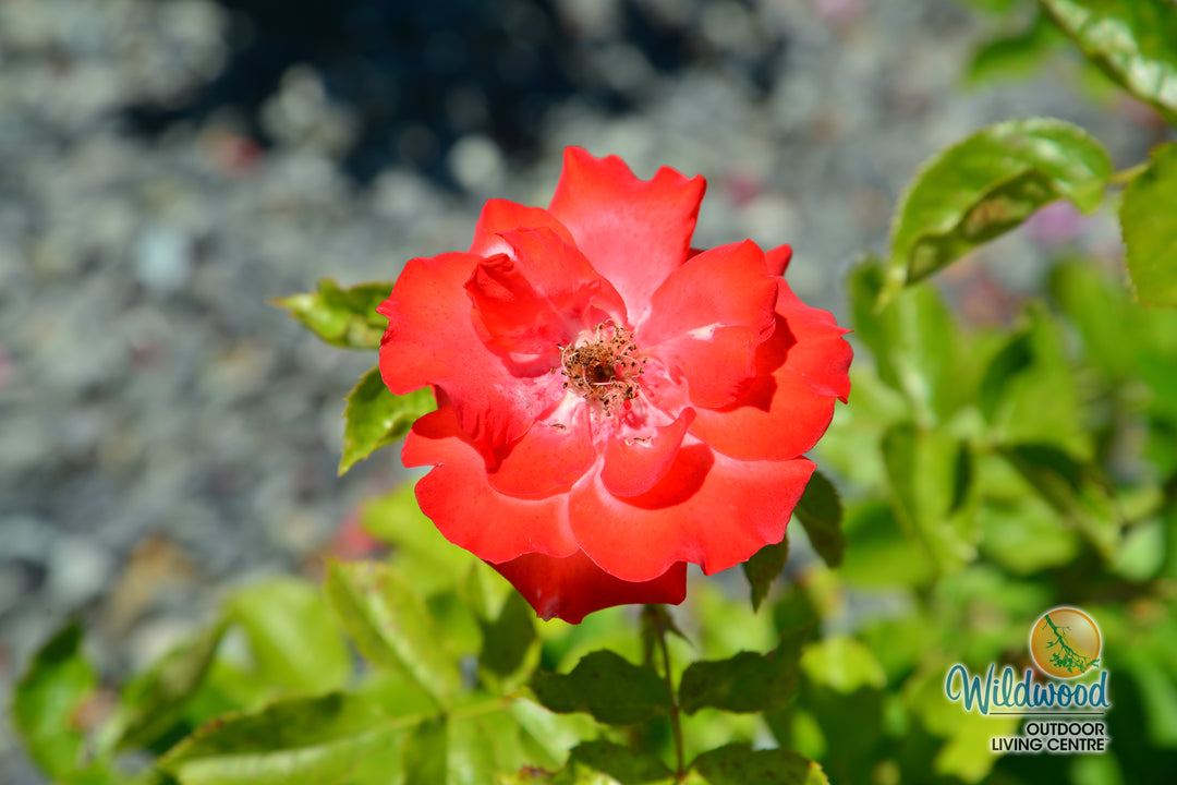 Marmalade Skies™ - Star Roses and Plants