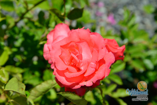 Marmalade Skies™ - Star Roses and Plants