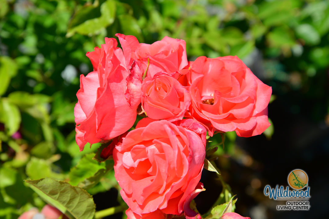 Marmalade Skies™ - Star Roses and Plants