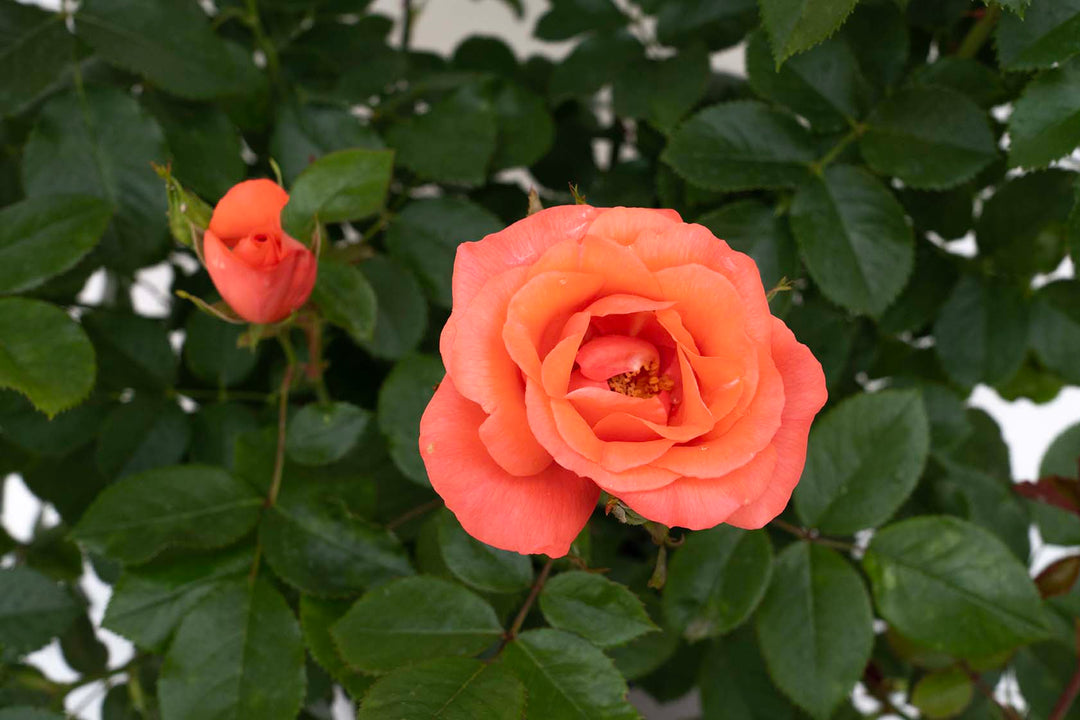 Marmalade Skies™ - Star Roses and Plants