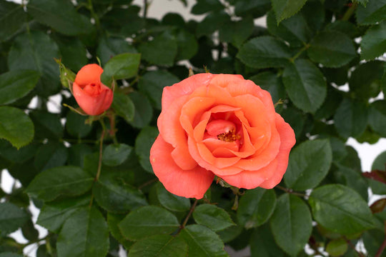 Marmalade Skies™ - Star Roses and Plants