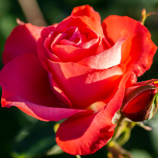 Marmalade Skies™ - Star Roses and Plants