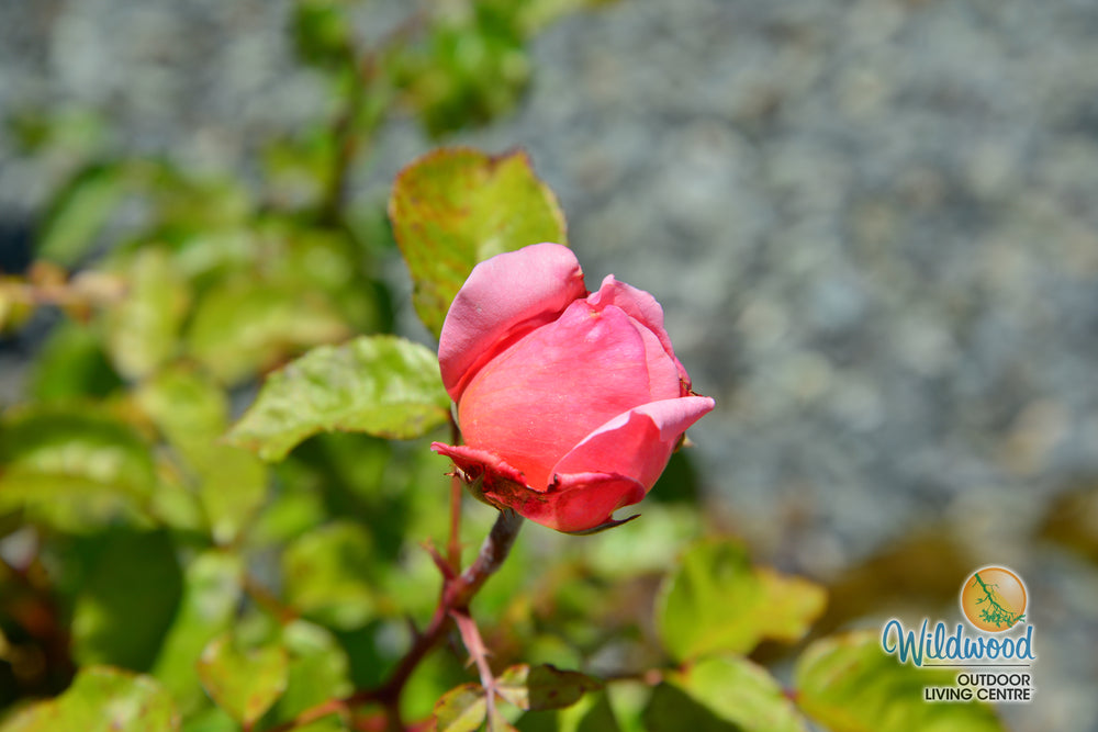 Martha Stewart Rose - Star and Plant