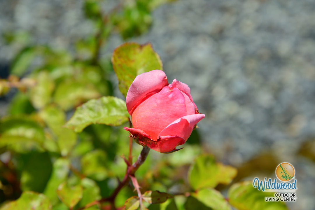Martha Stewart Rose - Star and Plant