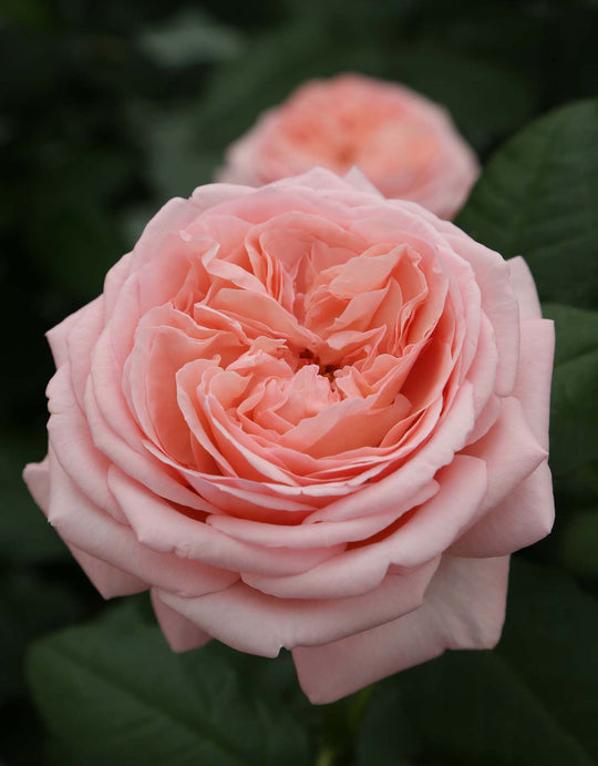 Martha Stewart Rose - Star and Plant