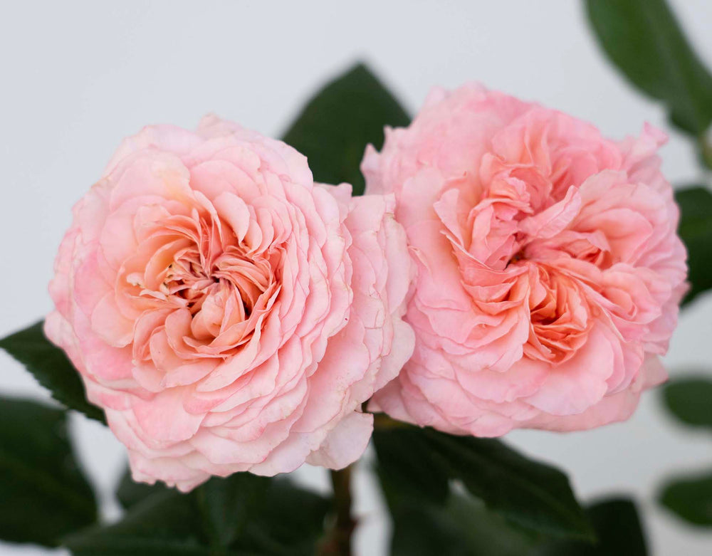 Martha Stewart Rose - Star and Plant