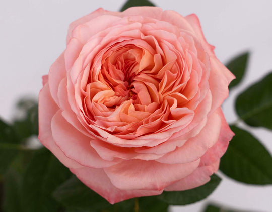 Martha Stewart Rose - Star and Plant