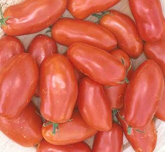 Tomato Mary's Austrian - Eagleridge Seeds