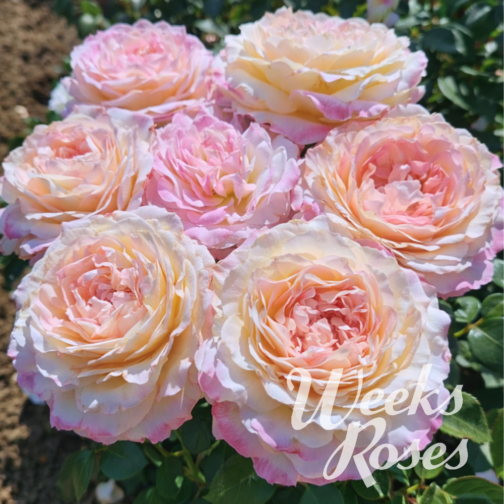 Matrimony - Weeks Rose