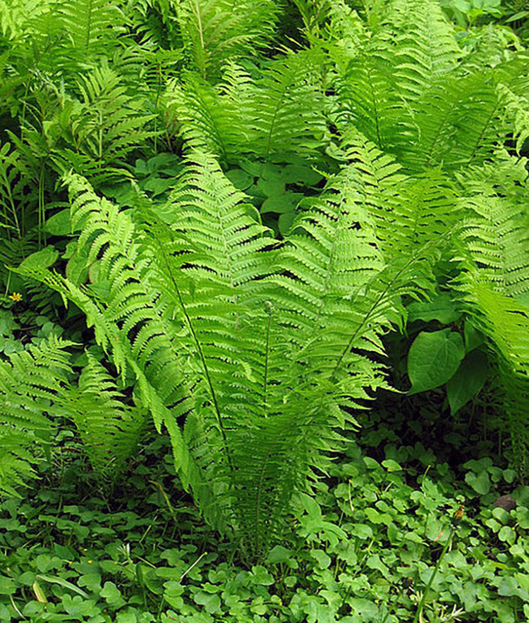 Ostrich Feather Fern - Struthiopteris, 1 Pack