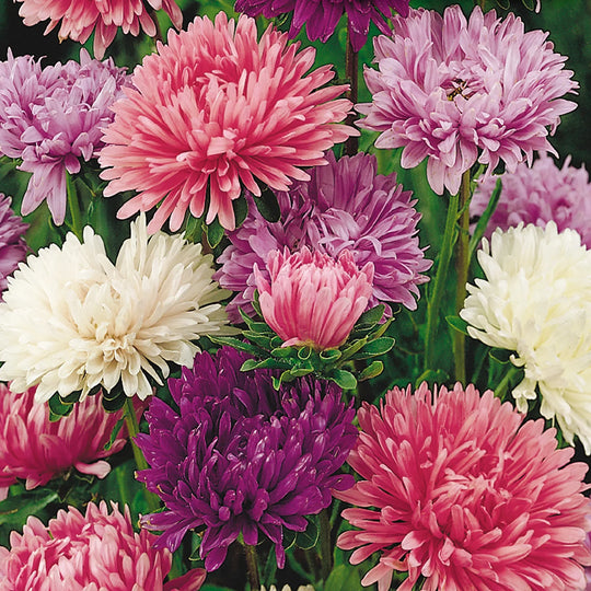 Aster Powder Puff - Mckenzie Seeds