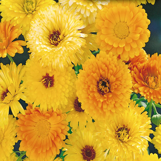 McKenzie Seeds Calendula Pacific Beauty Mix