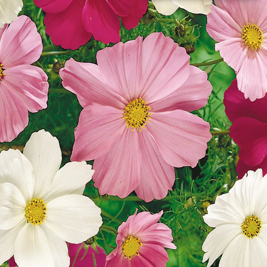 Cosmos Early Sensation Mix - McKenzie Seeds