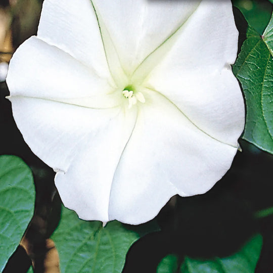 Moonflower - McKenzie Seeds