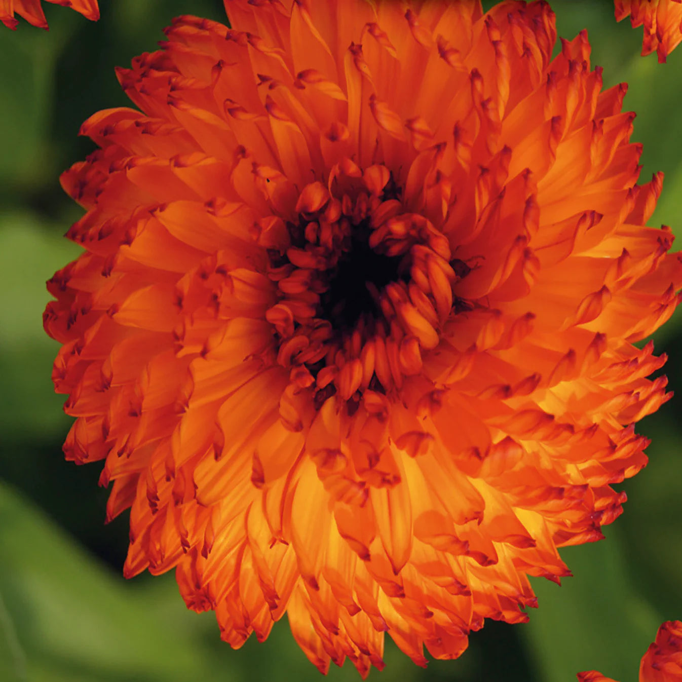 Calendula Neon - McKenzie Seeds