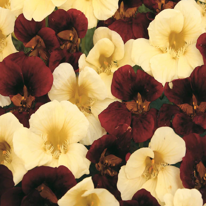 Nasturtium Night & Day - McKenzie Seeds