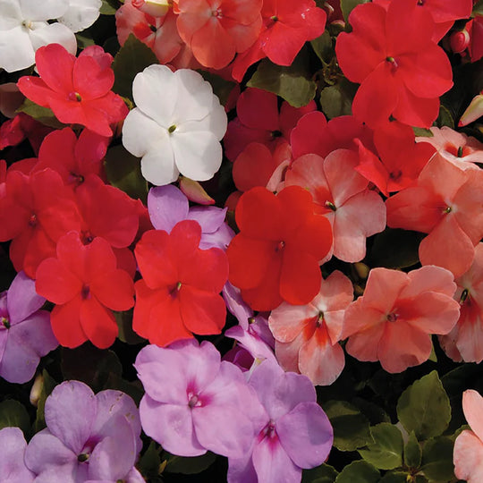 McKenzie Seeds  Impatiens Tropical Fizz Hybrid