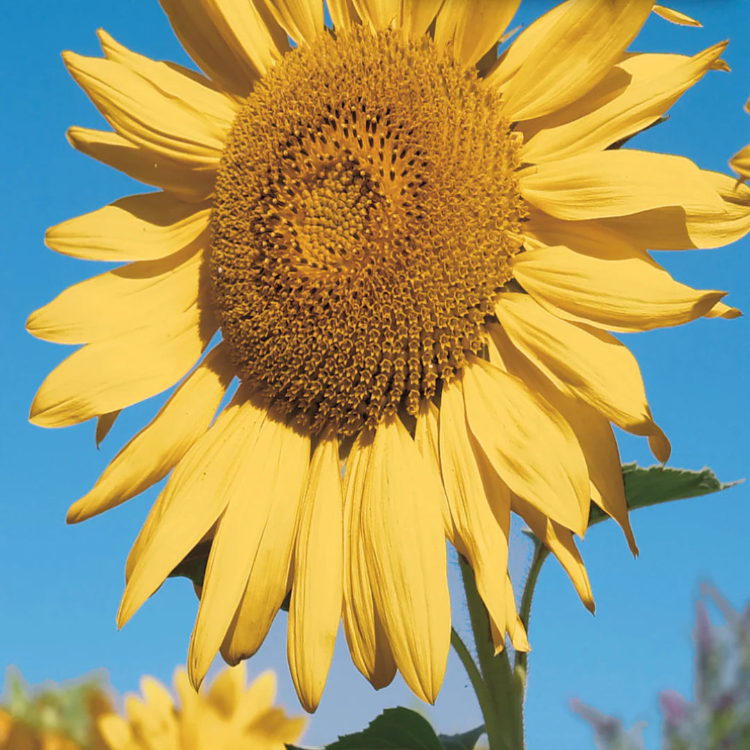 Sunflower Golden Hedge - McKenzie Seeds