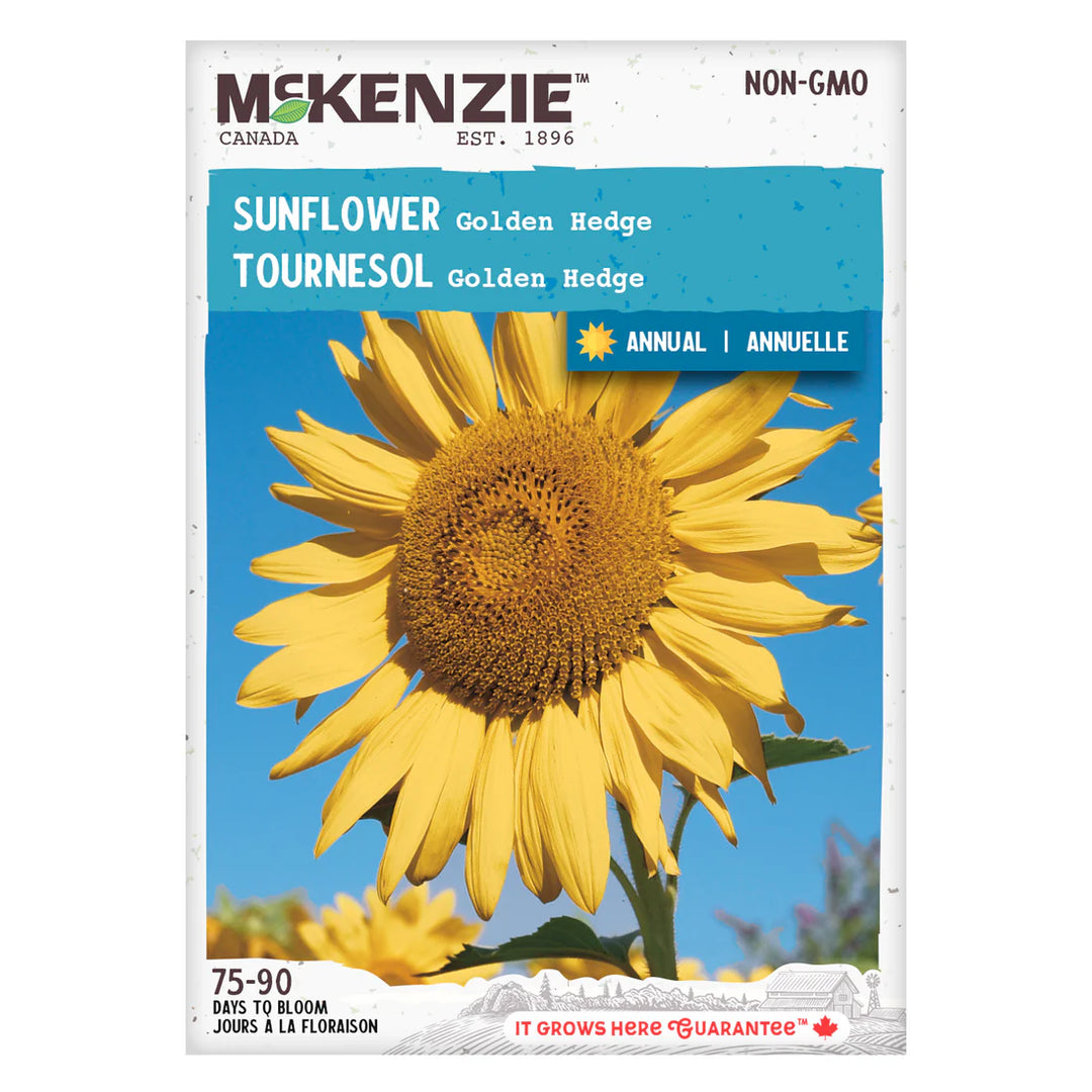 Sunflower Golden Hedge - McKenzie Seeds