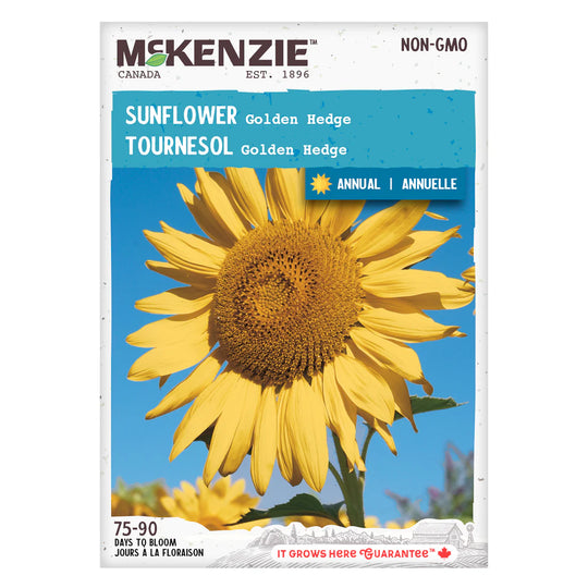 Sunflower Golden Hedge - McKenzie Seeds