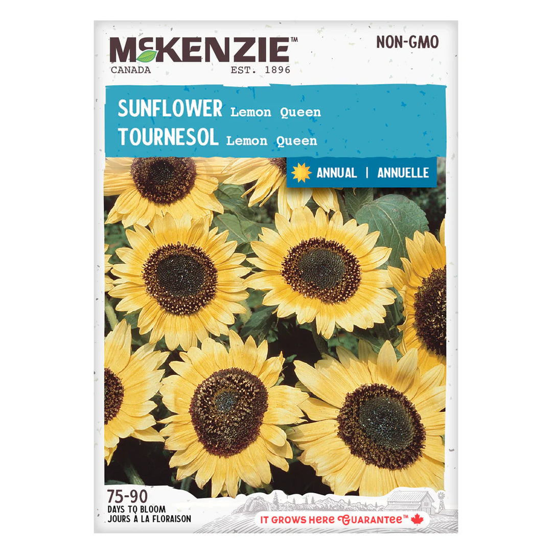 Sunflower Lemon Queen - McKenzie Seeds