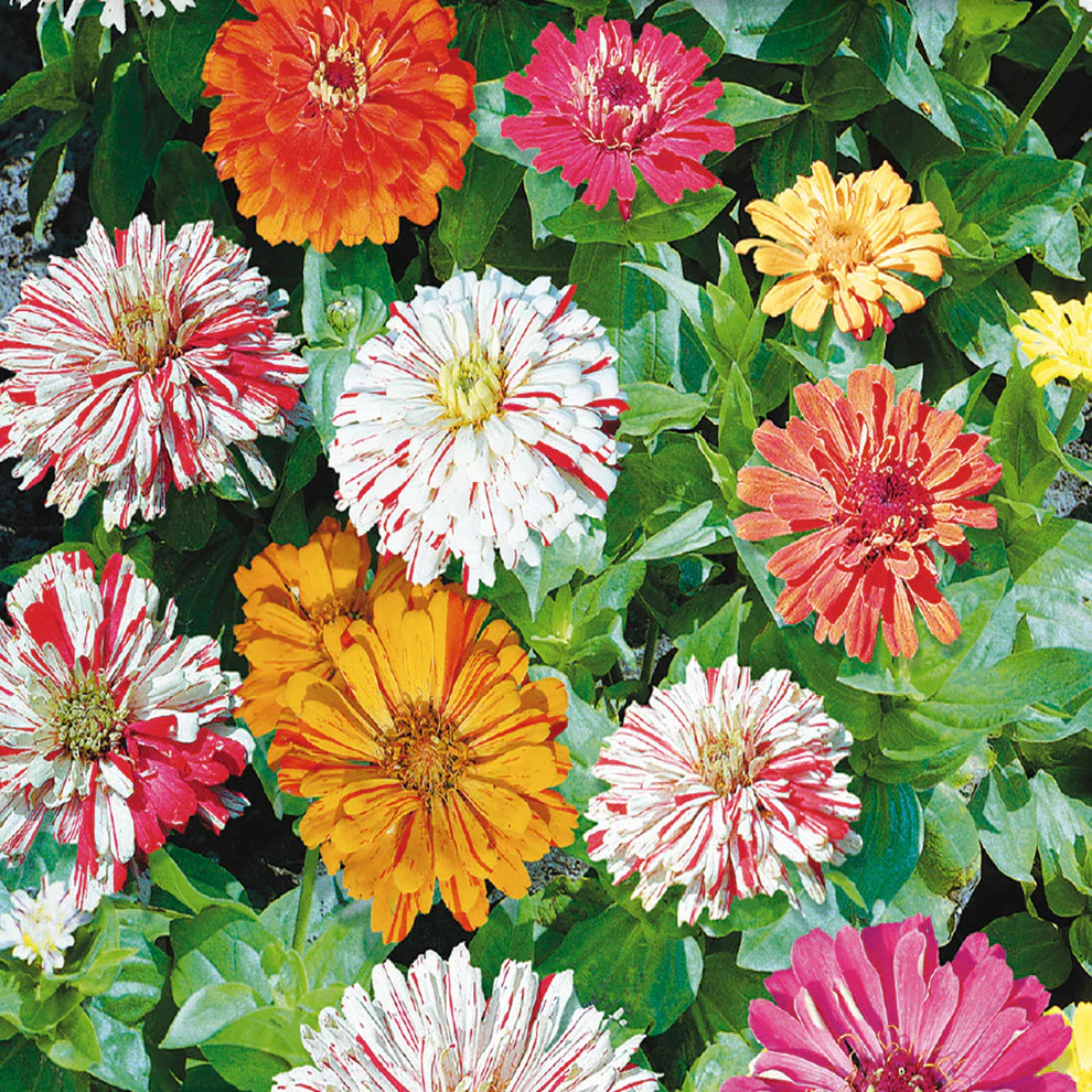 Zinnia Candy Cane - McKenzie Seeds