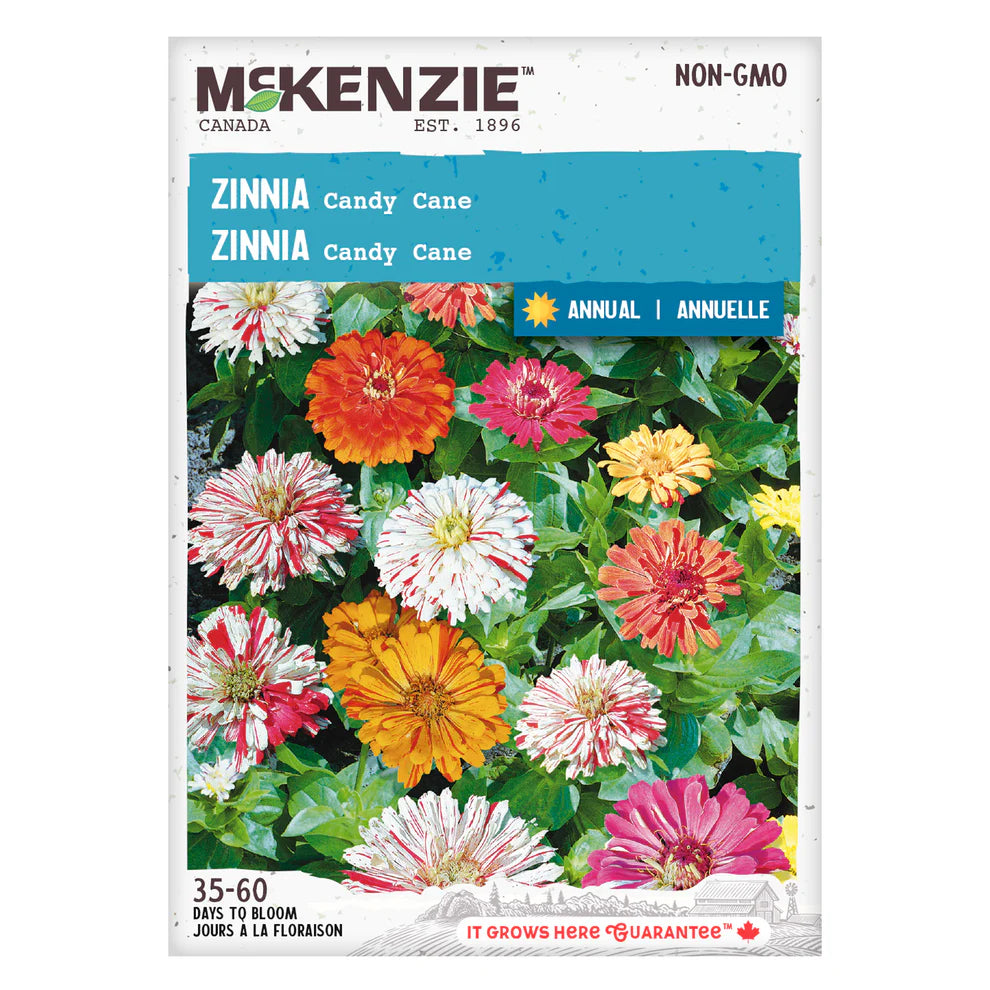 Zinnia Candy Cane - McKenzie Seeds