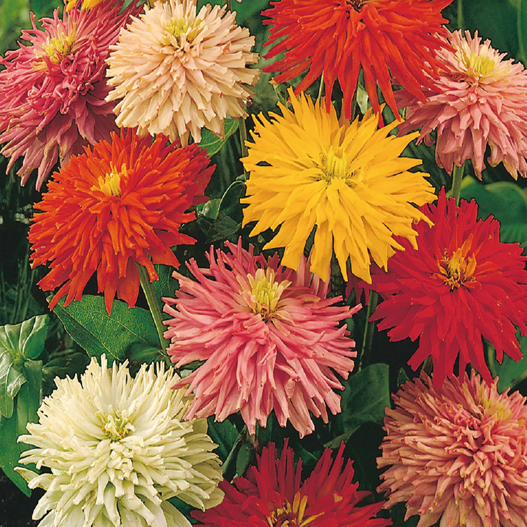 Zinnia Giant Cactus Flowered Mix - McKenzie Seeds