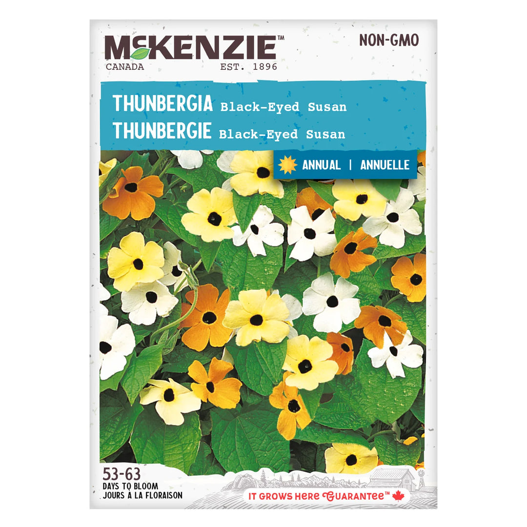 Thunbergia Vine Black Eyed Susan - McKenzie Seeds