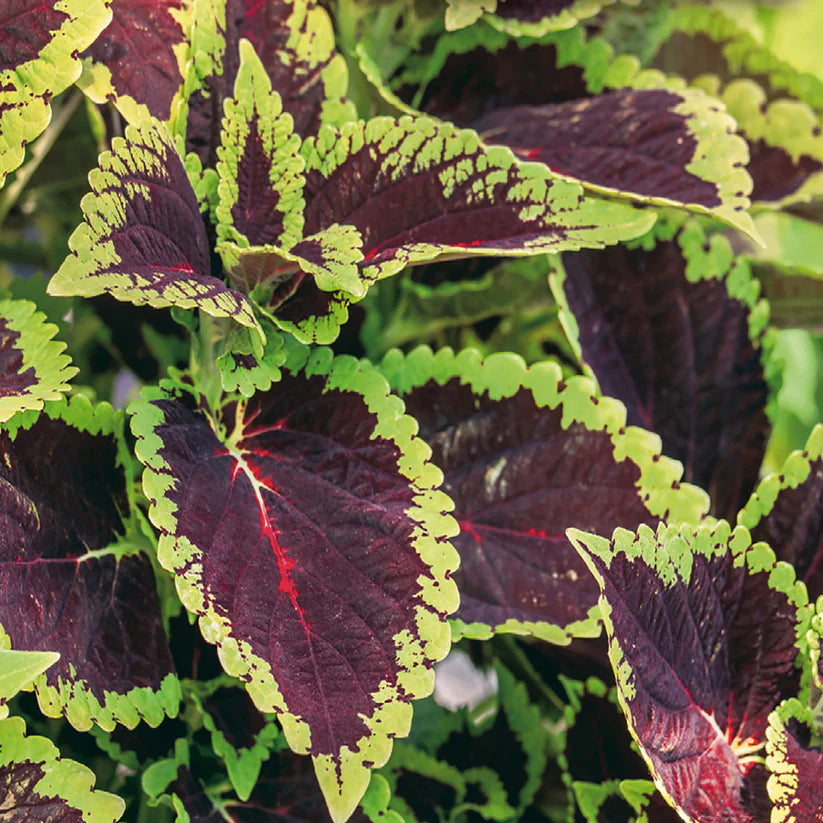 Coleus Rainbow Mix - McKenzie Seeds