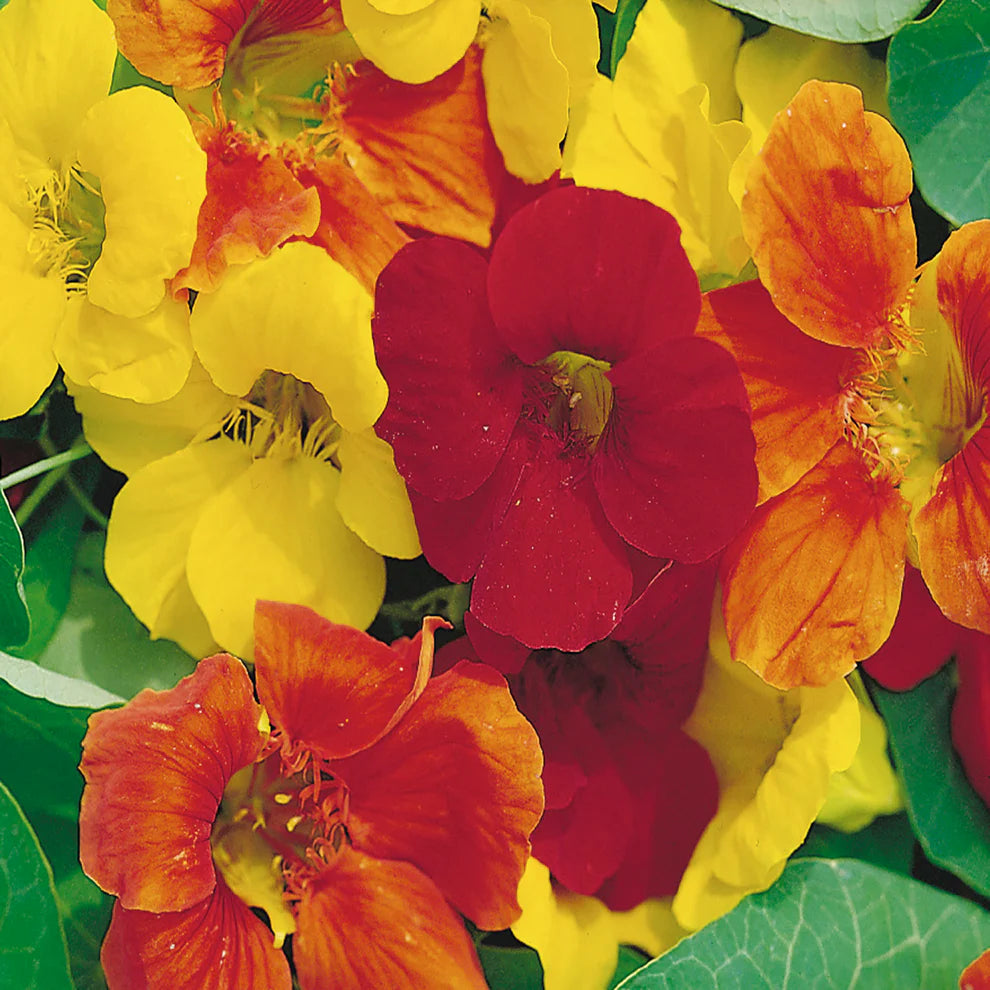 Nasturtium Jewel Mixed - McKenzie Seeds