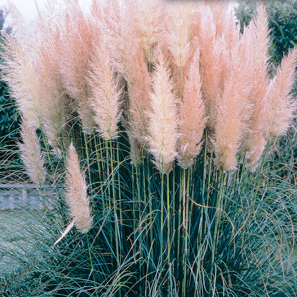 Pampas Grass Pink - McKenzie Seeds