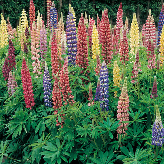 Lupins Russell’s Mix Hybrid - McKenzie Seeds