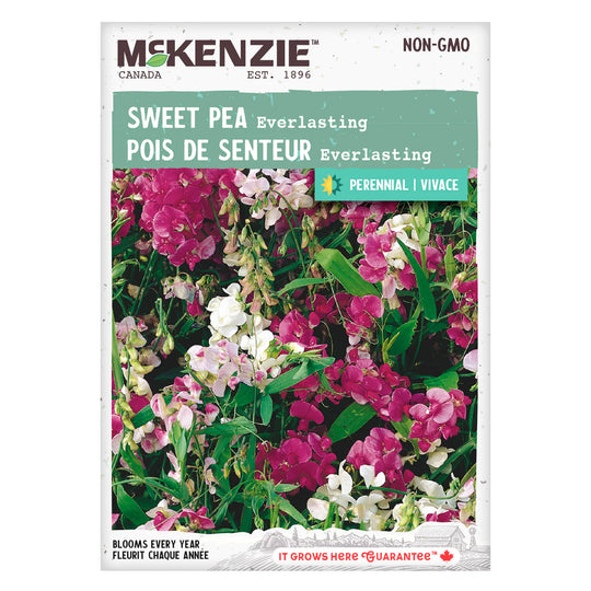 Sweet Pea Everlasting - McKenzie Seeds