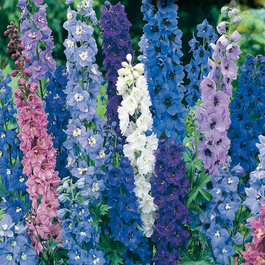 Delphinium Pacific Giant - McKenzie Seeds