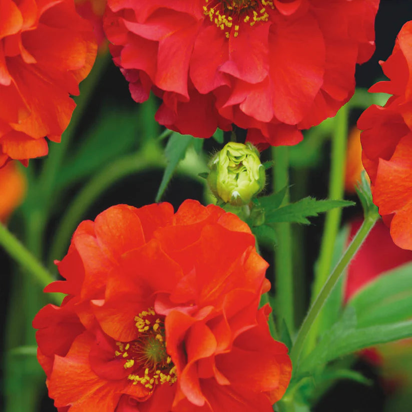 Geum Red Dragon - McKenzie Seeds