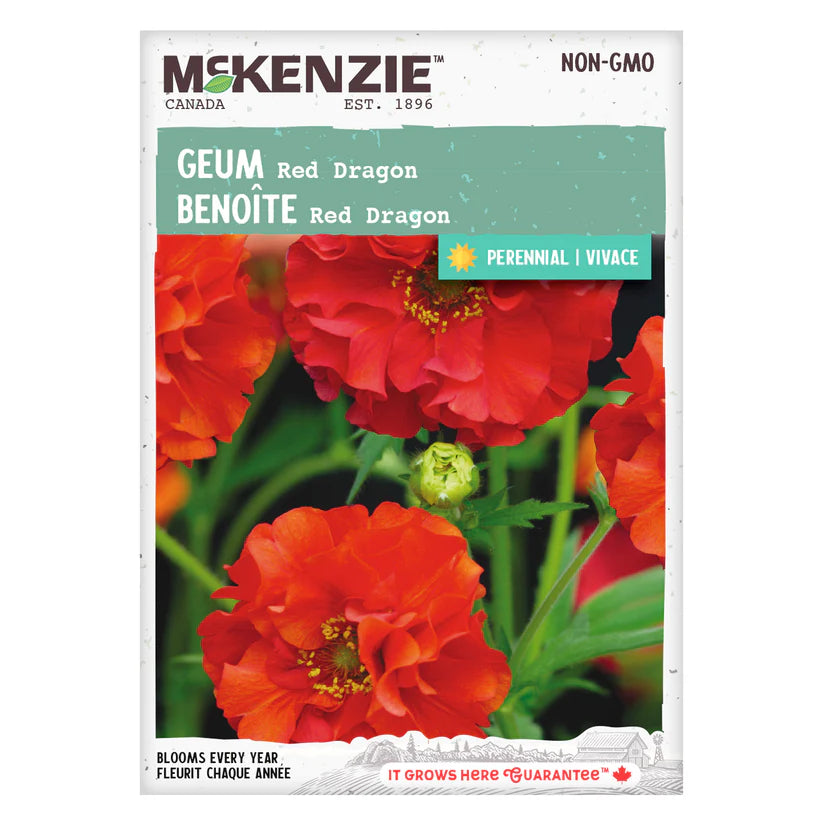 Geum Red Dragon - McKenzie Seeds