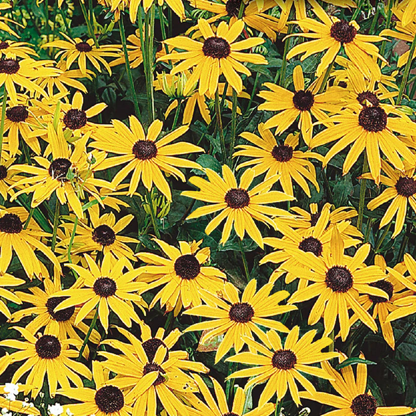 Rudbeckia Goldstrum - McKenzie Seeds