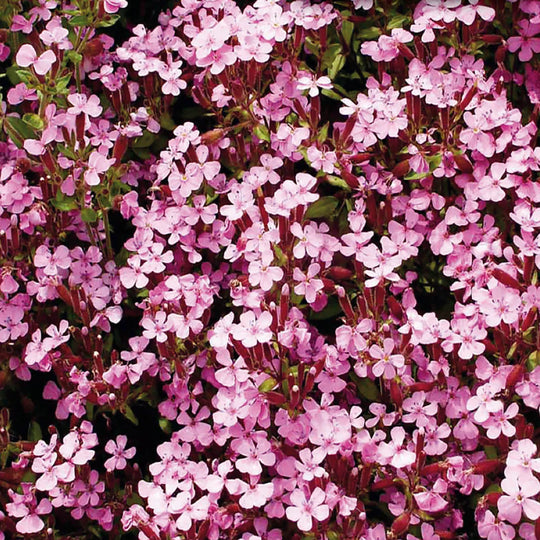 Soapwort Rock - McKenzie Seeds