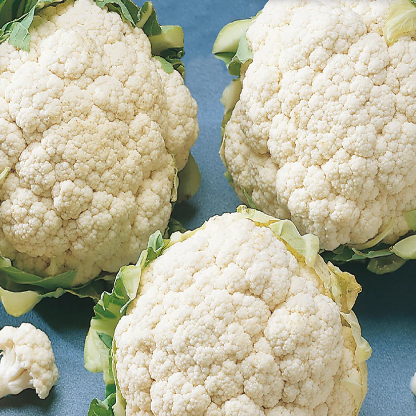 Cauliflower Snow Ball Y Sow Easy - McKenzie Seeds