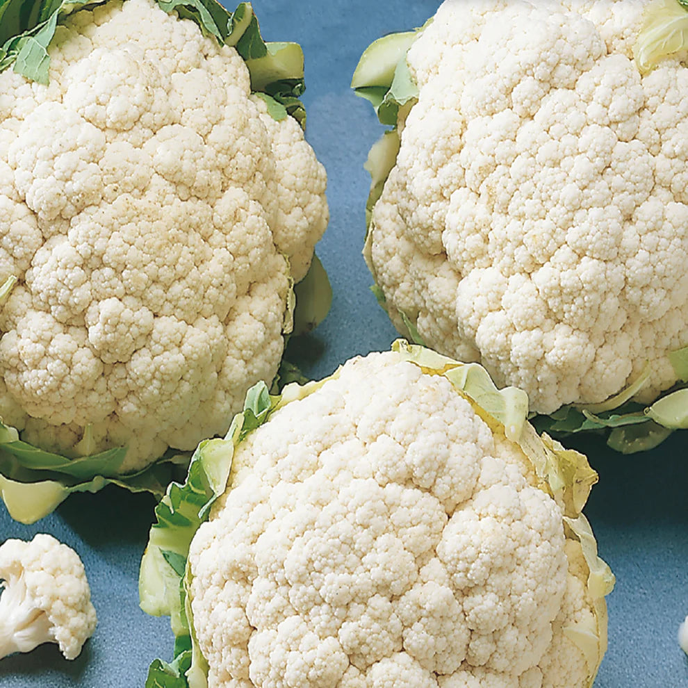 Cauliflower Early Snowball - McKenzie Seeds