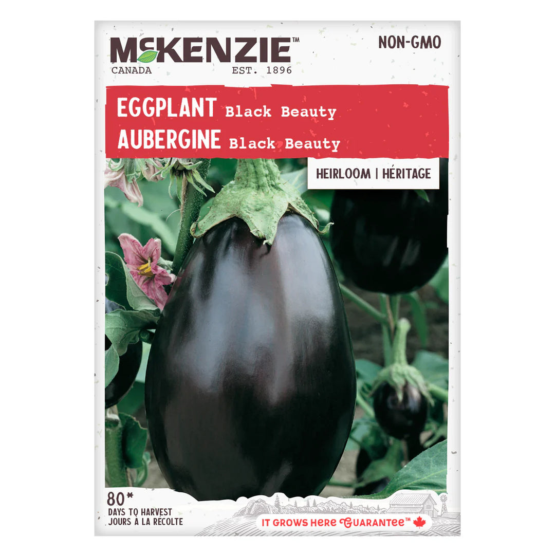 Eggplant Black Beauty - McKenzie Seeds