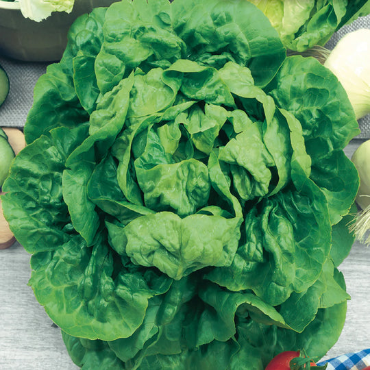 Lettuce Buttercrunch, Sow Easy - McKenzie Seeds