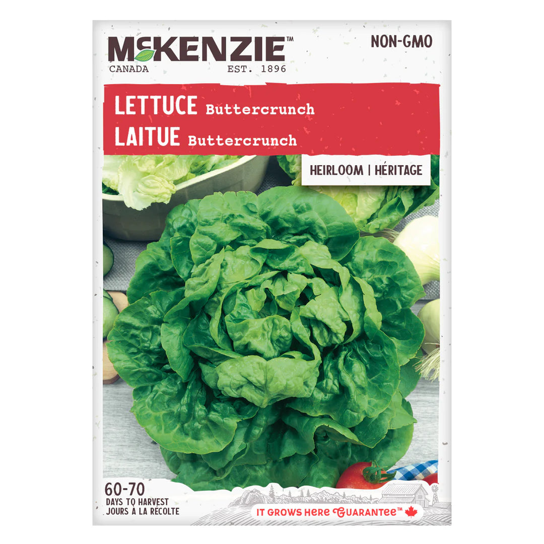 Lettuce Buttercrunch - McKenzie Seeds