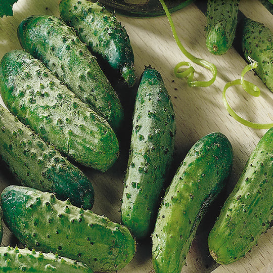 Cucumber National Pickling, Seed Tape - McKenzie Seeds